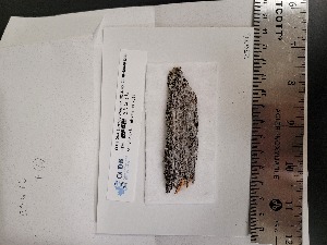  ( - CCDB-48846-D08)  @11 [ ] CreativeCommons - Attribution Non-Commercial Share-Alike (2065) Canadian Museum of Nature Canadian Museum of Nature