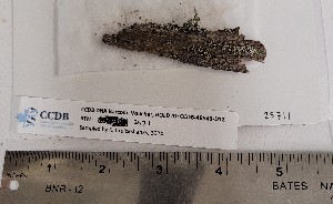  ( - CCDB-48846-D12)  @11 [ ] CreativeCommons - Attribution Non-Commercial Share-Alike (2069) Canadian Museum of Nature Canadian Museum of Nature