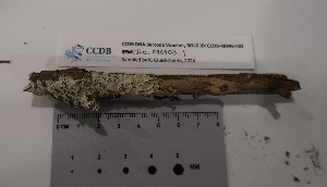  ( - CCDB-48846-F03)  @11 [ ] CreativeCommons - Attribution Non-Commercial Share-Alike (2084) Canadian Museum of Nature Canadian Museum of Nature