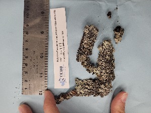  ( - CCDB-48846-G05)  @11 [ ] CreativeCommons - Attribution Non-Commercial Share-Alike (2098) Canadian Museum of Nature Canadian Museum of Nature