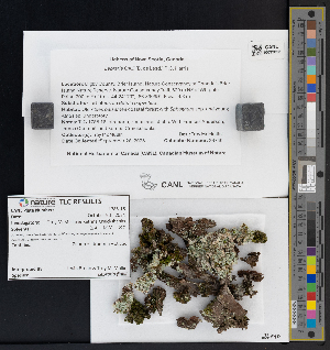  ( - CCDB-51017-A07)  @11 [ ] CreativeCommons - Attribution Non-Commercial Share-Alike (2025) Canadian Museum of Nature Canadian Museum of Nature