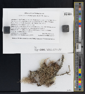  (Bryoria nadvornikiana - CCDB-51017-B01)  @11 [ ] CreativeCommons - Attribution Non-Commercial Share-Alike (2025) Canadian Museum of Nature Canadian Museum of Nature