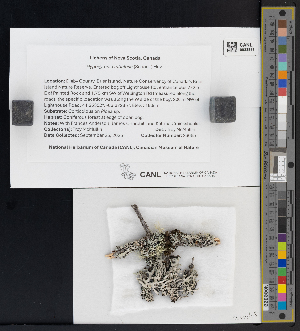  ( - CCDB-51017-B05)  @11 [ ] CreativeCommons - Attribution Non-Commercial Share-Alike (2025) Canadian Museum of Nature Canadian Museum of Nature