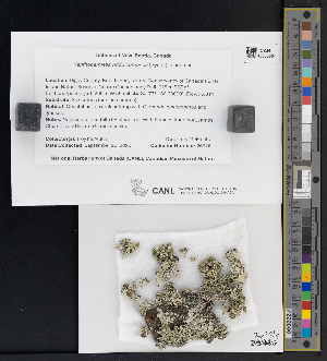  (Xanthoparmelia viriduloumbrina - CCDB-51017-B12)  @11 [ ] CreativeCommons - Attribution Non-Commercial Share-Alike (2025) Canadian Museum of Nature Canadian Museum of Nature
