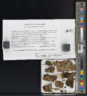  ( - CCDB-51017-C02)  @11 [ ] CreativeCommons - Attribution Non-Commercial Share-Alike (2025) Canadian Museum of Nature Canadian Museum of Nature