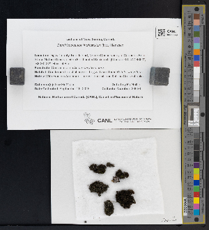  (Dendriscocaulon - CCDB-51017-C04)  @11 [ ] CreativeCommons - Attribution Non-Commercial Share-Alike (2025) Canadian Museum of Nature Canadian Museum of Nature