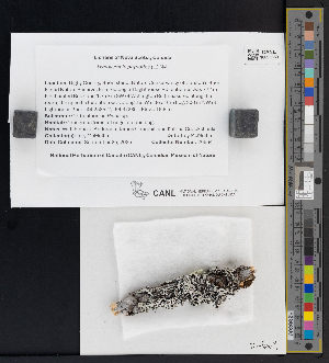  ( - CCDB-51017-C05)  @11 [ ] CreativeCommons - Attribution Non-Commercial Share-Alike (2025) Canadian Museum of Nature Canadian Museum of Nature