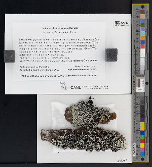  ( - CCDB-51017-E05)  @11 [ ] CreativeCommons - Attribution Non-Commercial Share-Alike (2025) Canadian Museum of Nature Canadian Museum of Nature