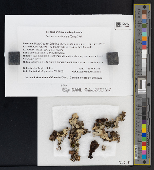  ( - CCDB-51017-E08)  @11 [ ] CreativeCommons - Attribution Non-Commercial Share-Alike (2025) Canadian Museum of Nature Canadian Museum of Nature