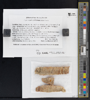  ( - CCDB-51017-F08)  @11 [ ] CreativeCommons - Attribution Non-Commercial Share-Alike (2025) Canadian Museum of Nature Canadian Museum of Nature