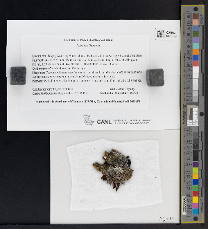  ( - CCDB-51017-F09)  @11 [ ] CreativeCommons - Attribution Non-Commercial Share-Alike (2025) Canadian Museum of Nature Canadian Museum of Nature