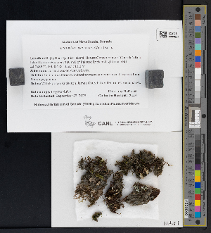  ( - CCDB-51017-G08)  @11 [ ] CreativeCommons - Attribution Non-Commercial Share-Alike (2025) Canadian Museum of Nature Canadian Museum of Nature