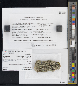  ( - CCDB-51017-G09)  @11 [ ] CreativeCommons - Attribution Non-Commercial Share-Alike (2025) Canadian Museum of Nature Canadian Museum of Nature