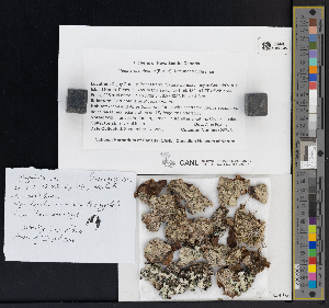  ( - CCDB-51017-H09)  @11 [ ] CreativeCommons - Attribution Non-Commercial Share-Alike (2025) Canadian Museum of Nature Canadian Museum of Nature