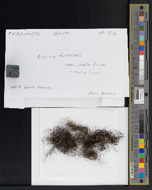  (Bryoria trichodes - CCDB-51018-B01)  @11 [ ] CreativeCommons - Attribution Non-Commercial Share-Alike (2025) Canadian Museum of Nature Canadian Museum of Nature