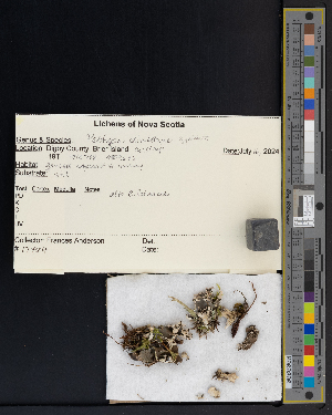  ( - CCDB-51018-C07)  @11 [ ] CreativeCommons - Attribution Non-Commercial Share-Alike (2025) Canadian Museum of Nature Canadian Museum of Nature