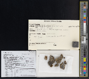  ( - CCDB-51018-D08)  @11 [ ] CreativeCommons - Attribution Non-Commercial Share-Alike (2025) Canadian Museum of Nature Canadian Museum of Nature