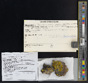  ( - CCDB-51018-E08)  @11 [ ] CreativeCommons - Attribution Non-Commercial Share-Alike (2025) Canadian Museum of Nature Canadian Museum of Nature