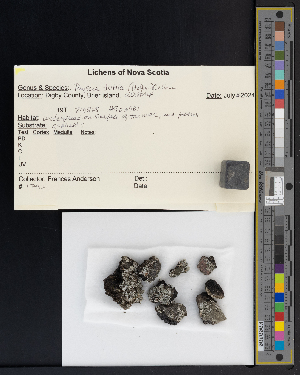  ( - CCDB-51018-G08)  @11 [ ] CreativeCommons - Attribution Non-Commercial Share-Alike (2025) Canadian Museum of Nature Canadian Museum of Nature