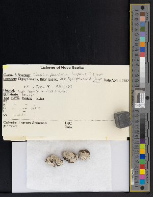  ( - CCDB-51018-H11)  @11 [ ] CreativeCommons - Attribution Non-Commercial Share-Alike (2025) Canadian Museum of Nature Canadian Museum of Nature