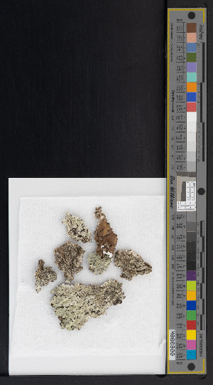  ( - CCDB-51019-A08)  @11 [ ] CreativeCommons - Attribution Non-Commercial Share-Alike (2025) Canadian Museum of Nature Canadian Museum of Nature