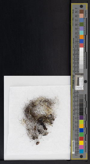  (Bryoria furcellata - CCDB-51019-B01)  @11 [ ] CreativeCommons - Attribution Non-Commercial Share-Alike (2025) Canadian Museum of Nature Canadian Museum of Nature