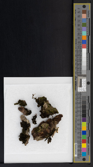  ( - CCDB-51019-B02)  @11 [ ] CreativeCommons - Attribution Non-Commercial Share-Alike (2025) Canadian Museum of Nature Canadian Museum of Nature