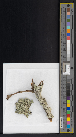  ( - CCDB-51019-B08)  @11 [ ] CreativeCommons - Attribution Non-Commercial Share-Alike (2025) Canadian Museum of Nature Canadian Museum of Nature