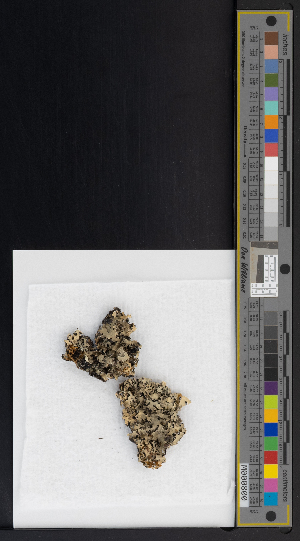  (Parmelia squarrosa - CCDB-51019-C06)  @11 [ ] CreativeCommons - Attribution Non-Commercial Share-Alike (2025) Canadian Museum of Nature Canadian Museum of Nature
