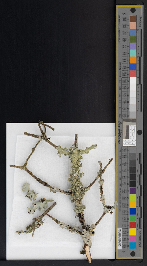  ( - CCDB-51019-C08)  @11 [ ] CreativeCommons - Attribution Non-Commercial Share-Alike (2025) Canadian Museum of Nature Canadian Museum of Nature