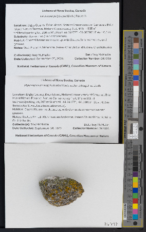  ( - CCDB-51019-C10)  @11 [ ] CreativeCommons - Attribution Non-Commercial Share-Alike (2025) Canadian Museum of Nature Canadian Museum of Nature