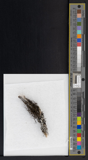  ( - CCDB-51019-D01)  @11 [ ] CreativeCommons - Attribution Non-Commercial Share-Alike (2025) Canadian Museum of Nature Canadian Museum of Nature