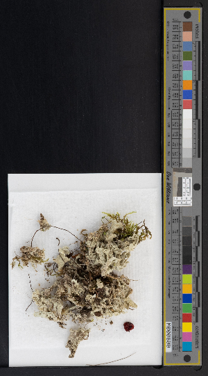  ( - CCDB-51019-D02)  @11 [ ] CreativeCommons - Attribution Non-Commercial Share-Alike (2025) Canadian Museum of Nature Canadian Museum of Nature