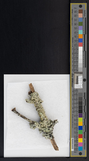  ( - CCDB-51019-D08)  @11 [ ] CreativeCommons - Attribution Non-Commercial Share-Alike (2025) Canadian Museum of Nature Canadian Museum of Nature