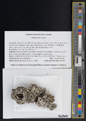  (Megalaria - CCDB-51019-D10)  @11 [ ] CreativeCommons - Attribution Non-Commercial Share-Alike (2025) Canadian Museum of Nature Canadian Museum of Nature