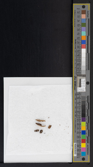  ( - CCDB-51019-F02)  @11 [ ] CreativeCommons - Attribution Non-Commercial Share-Alike (2025) Canadian Museum of Nature Canadian Museum of Nature