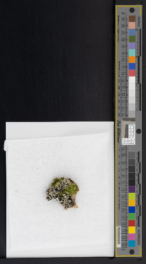  ( - CCDB-51019-F06)  @11 [ ] CreativeCommons - Attribution Non-Commercial Share-Alike (2025) Canadian Museum of Nature Canadian Museum of Nature