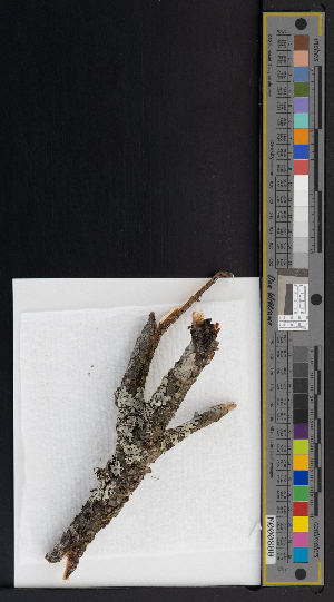  ( - CCDB-51019-F09)  @11 [ ] CreativeCommons - Attribution Non-Commercial Share-Alike (2025) Canadian Museum of Nature Canadian Museum of Nature