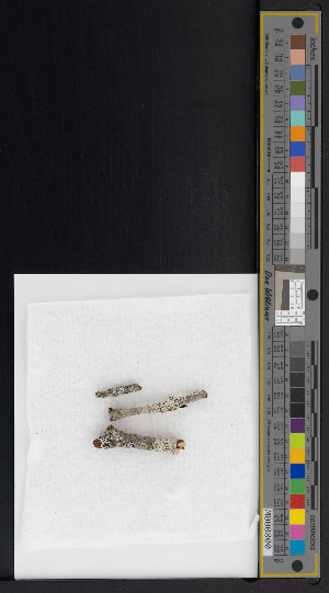  ( - CCDB-51019-G08)  @11 [ ] CreativeCommons - Attribution Non-Commercial Share-Alike (2025) Canadian Museum of Nature Canadian Museum of Nature