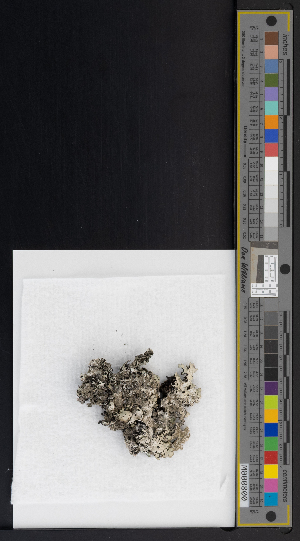  ( - CCDB-51019-G09)  @11 [ ] CreativeCommons - Attribution Non-Commercial Share-Alike (2025) Canadian Museum of Nature Canadian Museum of Nature