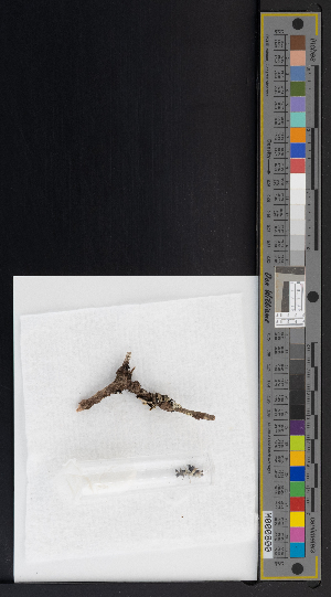  ( - CCDB-51019-H05)  @11 [ ] CreativeCommons - Attribution Non-Commercial Share-Alike (2025) Canadian Museum of Nature Canadian Museum of Nature