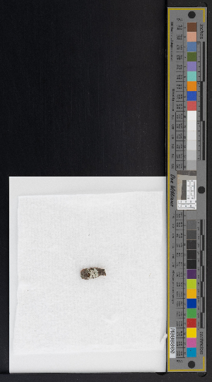  ( - CCDB-51019-H08)  @11 [ ] CreativeCommons - Attribution Non-Commercial Share-Alike (2025) Canadian Museum of Nature Canadian Museum of Nature