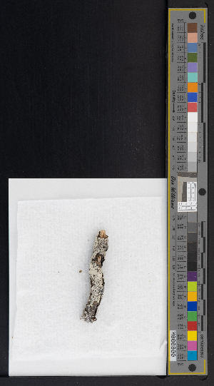  ( - CCDB-51019-H09)  @11 [ ] CreativeCommons - Attribution Non-Commercial Share-Alike (2025) Canadian Museum of Nature Canadian Museum of Nature