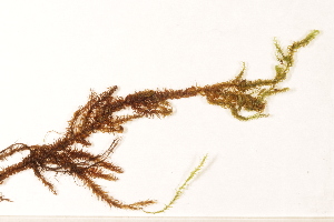  ( - CCDB-34700-C09)  @11 [ ] CreativeCommons - Attribution (2019) CBG Photography Group Centre for Biodiversity Genomics