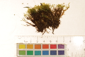  ( - CCDB-34700-C12)  @11 [ ] CreativeCommons - Attribution (2019) CBG Photography Group Centre for Biodiversity Genomics