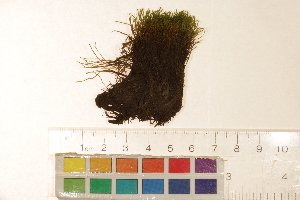 ( - CCDB-34700-E06)  @11 [ ] CreativeCommons - Attribution (2019) CBG Photography Group Centre for Biodiversity Genomics