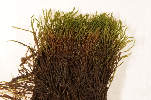  ( - CCDB-34700-E06)  @11 [ ] CreativeCommons - Attribution (2019) CBG Photography Group Centre for Biodiversity Genomics