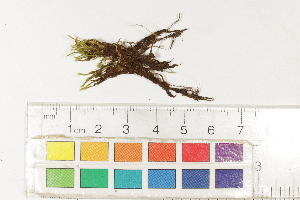  ( - CCDB-34700-F01)  @11 [ ] CreativeCommons - Attribution (2019) CBG Photography Group Centre for Biodiversity Genomics
