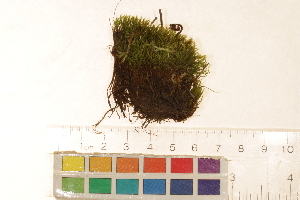  ( - CCDB-34700-F08)  @11 [ ] CreativeCommons - Attribution (2019) CBG Photography Group Centre for Biodiversity Genomics
