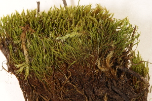  ( - CCDB-34700-F08)  @11 [ ] CreativeCommons - Attribution (2019) CBG Photography Group Centre for Biodiversity Genomics